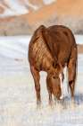 USA- Wyoming. Hideout Horse Ranch- horse grazing in snow. Art Print